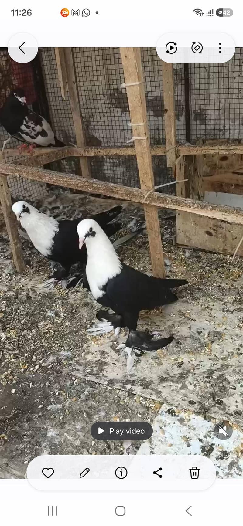 karbalai 0