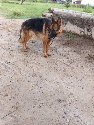 German Shepherd Pure Breed
