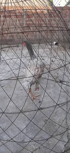 Shamu pathi / thi murgi / pure thi chiks