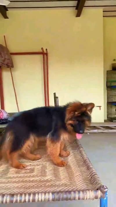 German shepherd puppies contact WhatsApmy WhatsAp o/3/1/5/4/o/3/3/2/17