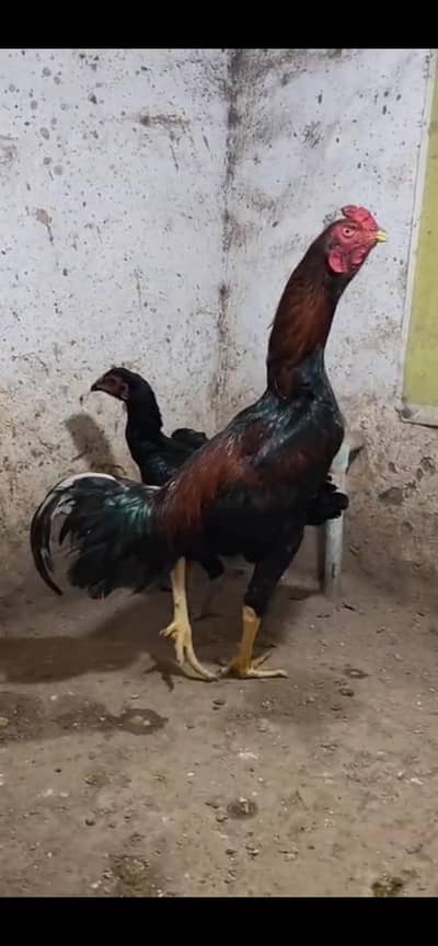 All imp brids all breed available