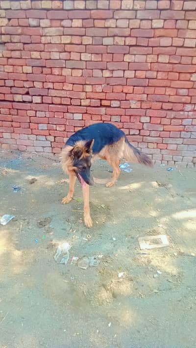 German Shepherd – Loyal, Smart & Beautiful