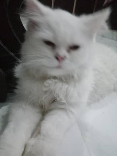 persion male cat