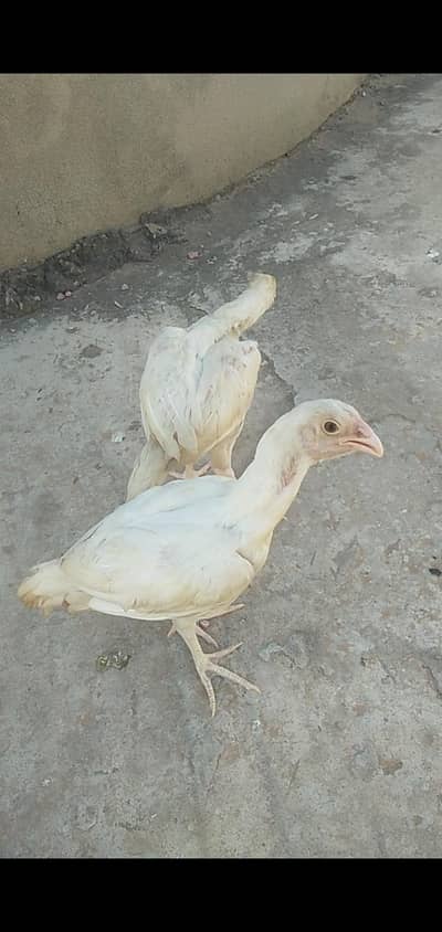 heera pair full white paper