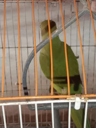 green and red color mix beautiful parrot   available