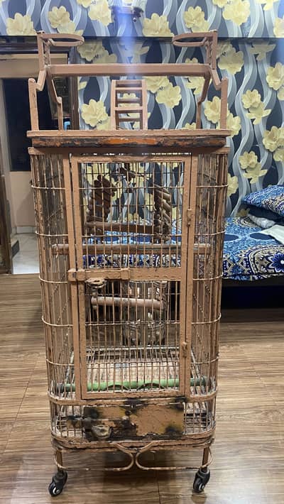 African Grey parrot Cage
