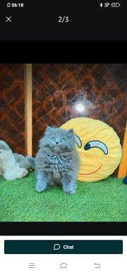 Persian cat for sale male or female vaccinated03427950734 my WhatsApp