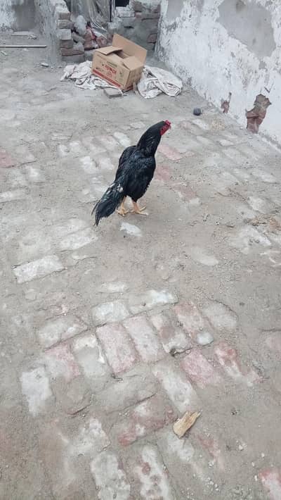 Aseel  Quality mushka with quality female
