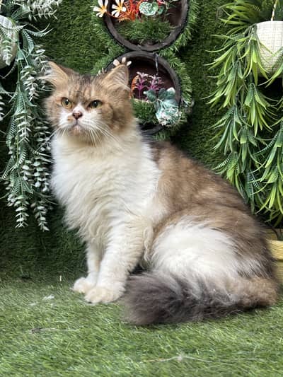 persian female cats