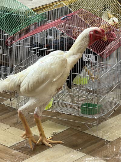 Male Shamo 10 month old