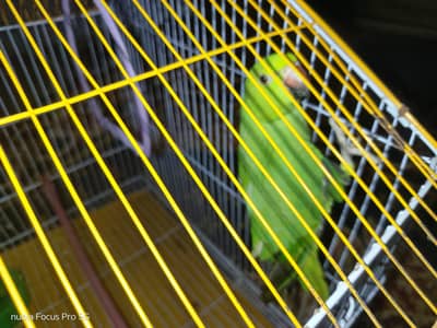 ringneck female kid.
