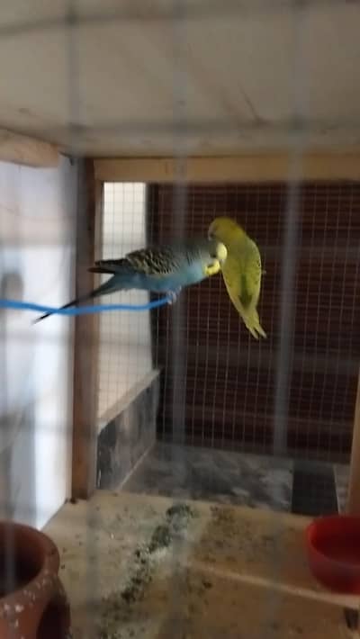 parrot for sale