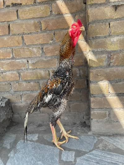 shamo for sale