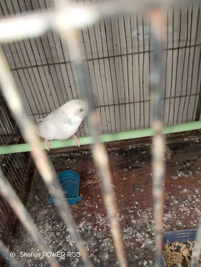 Cage with parrot