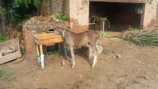 horse