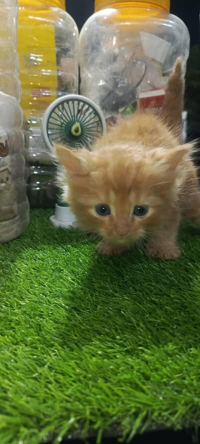 pure Persian breed