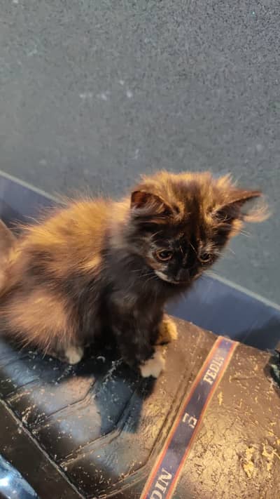 Persian Female Kitten