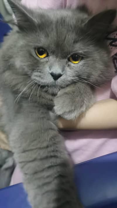 Beautiful Loving Persian male