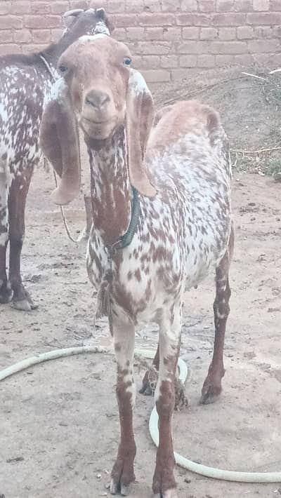 Makhi cheeni goats for sale