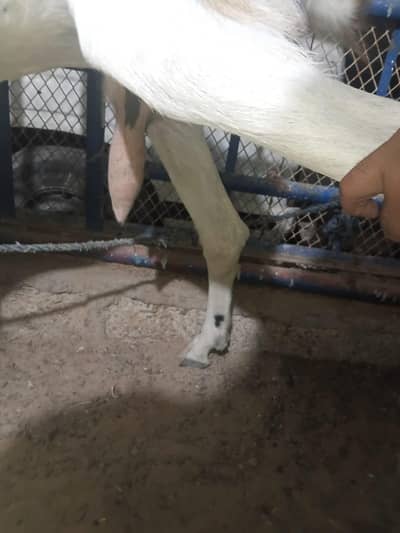 kamori bakri