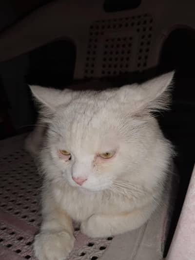 bear face male white cat