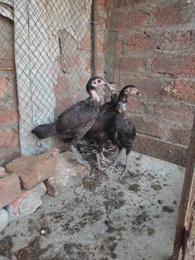 Java chicks