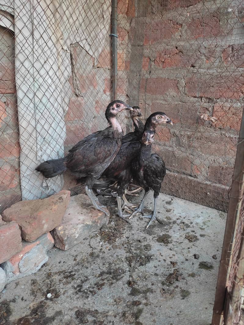 Java chicks 1