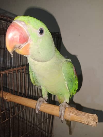 raw parrot hand tame male