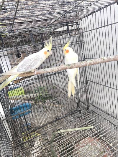 cocktail k pair
