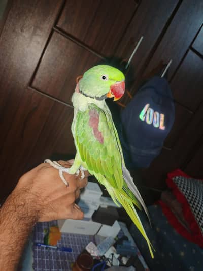 Alexander / Raw Parrot Male Talking and Hand tame
