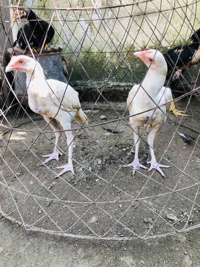 Heera aseel pair