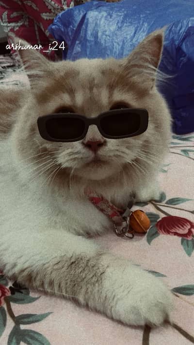 6 month Persian healthy cat