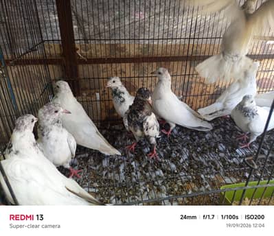 chandi walay pigeons for sale