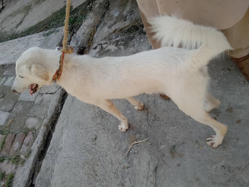 03143948019 3