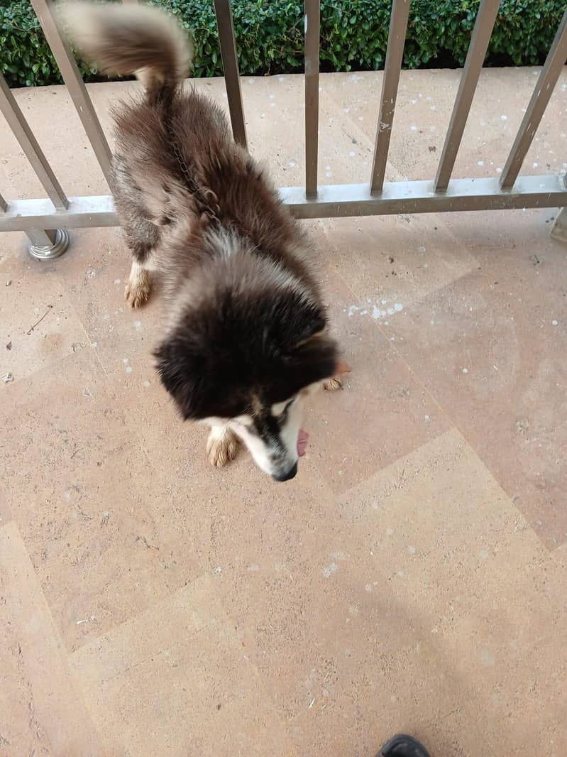 husky 2