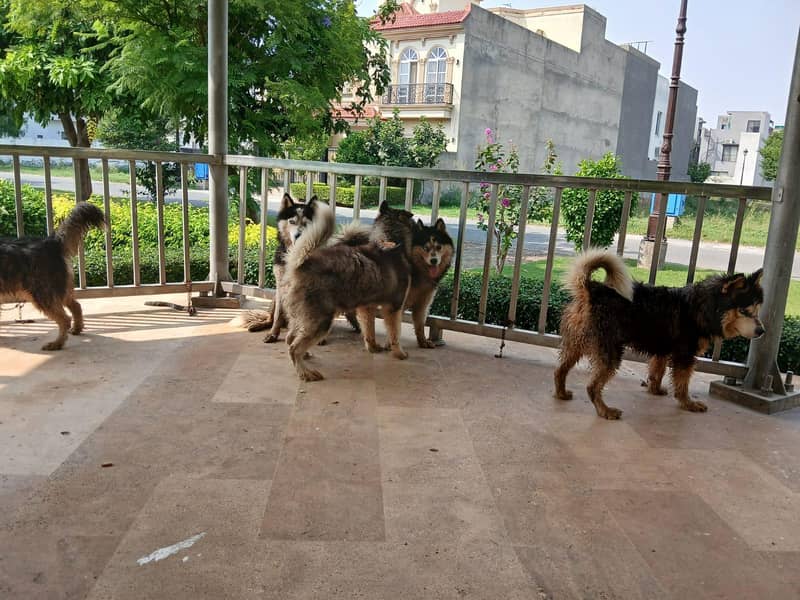 husky 6