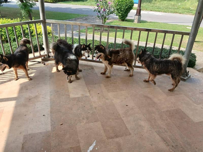 husky 7