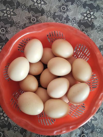 Aseel Fertile Egg for sale