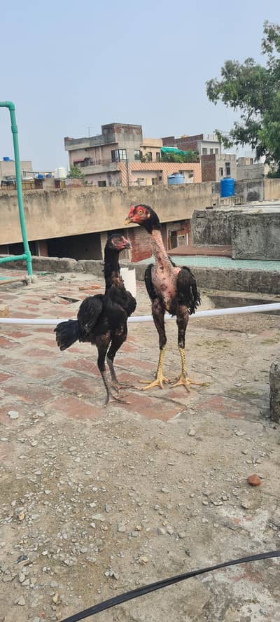 pure Aseel hens