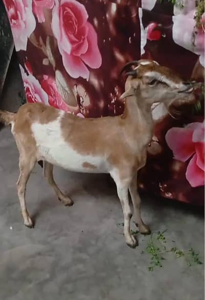 taddy female