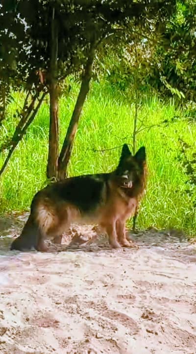 German shepherd female