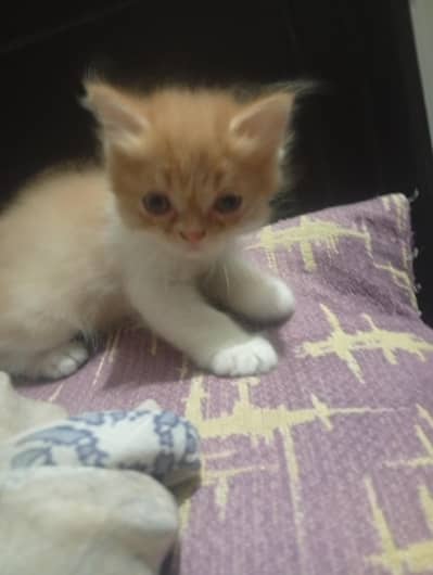 semi punch face kitten