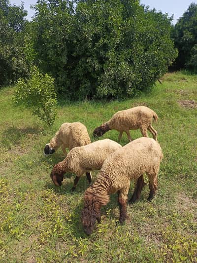 4 beautiful healthy Mandri mix sheeps