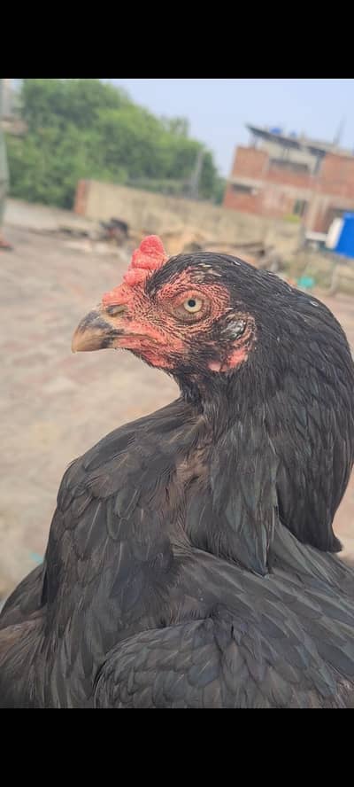 pure blood line aseel female