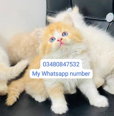 Persian kittens for sale