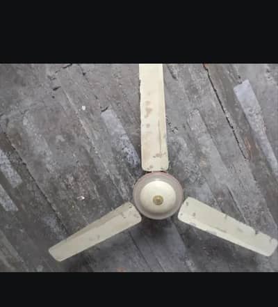 ceiling Fans & padestar Fan