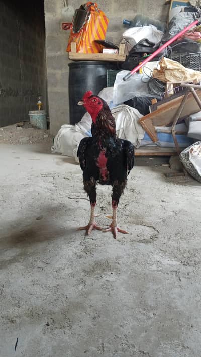 Aseel lasani male for sale 03103759121 whatsapp number