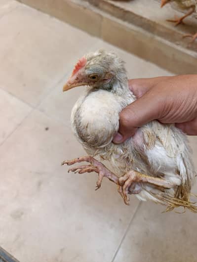 Young Chicks