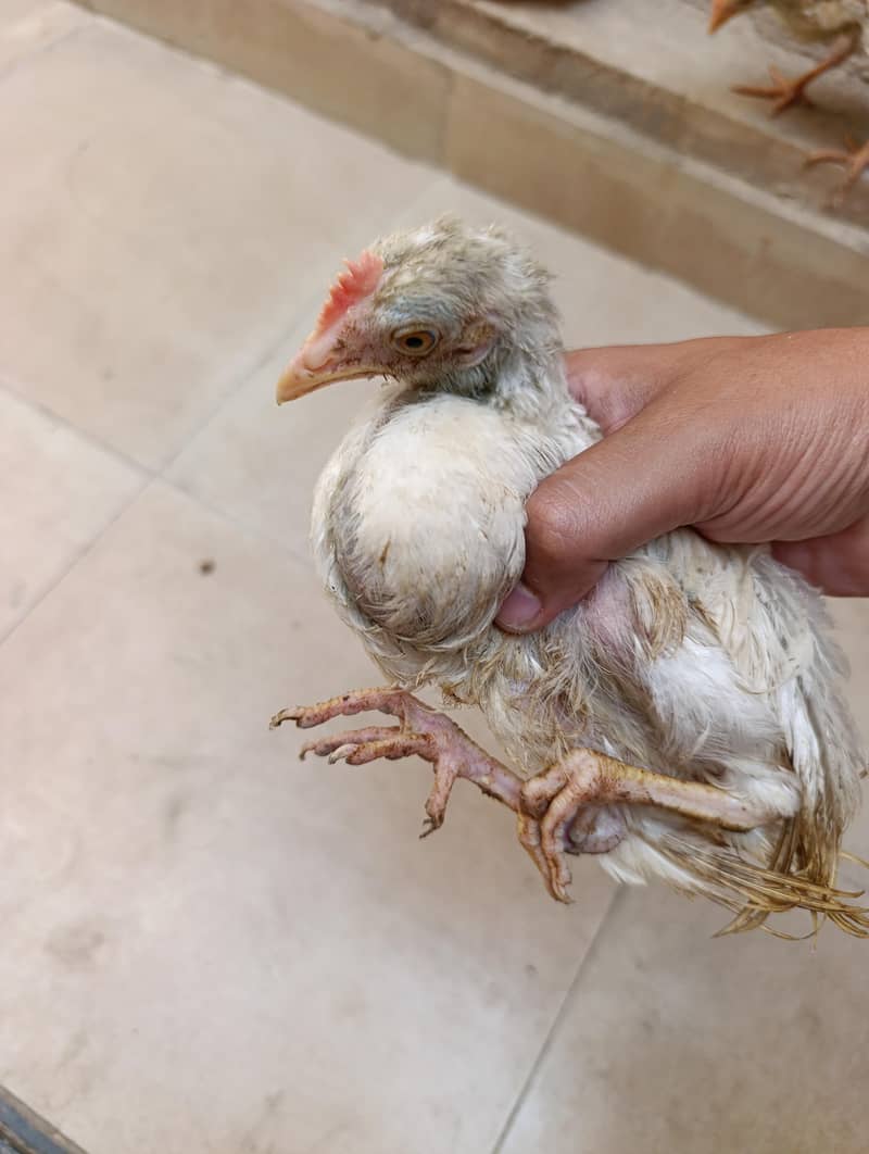 Young Chicks 0