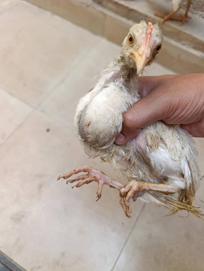 Young Chicks 1